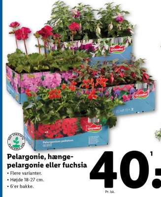 Pelargonie, hænge-pelargonie eller fuchsia