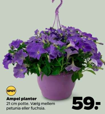 Ampel planter