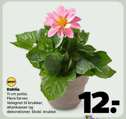 Dahlia