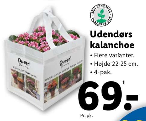 Udendørs kalanchoe