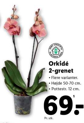 Orkidé 2 grenet