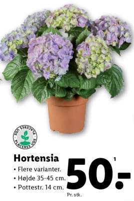 Hortensia