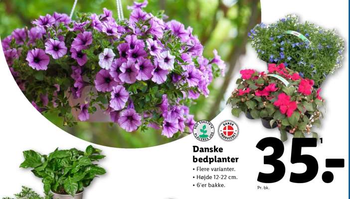 Danske bedplanter