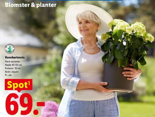 Havehortensia