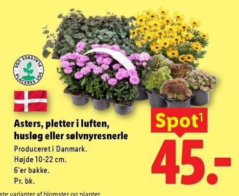 Asters, pletter i luften, husløg eller sølvnyresnerle