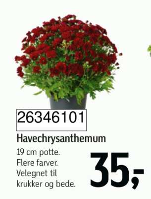 Havechrysanthemum
