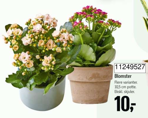Blomster