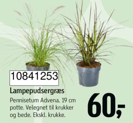 Lampepudsergræs