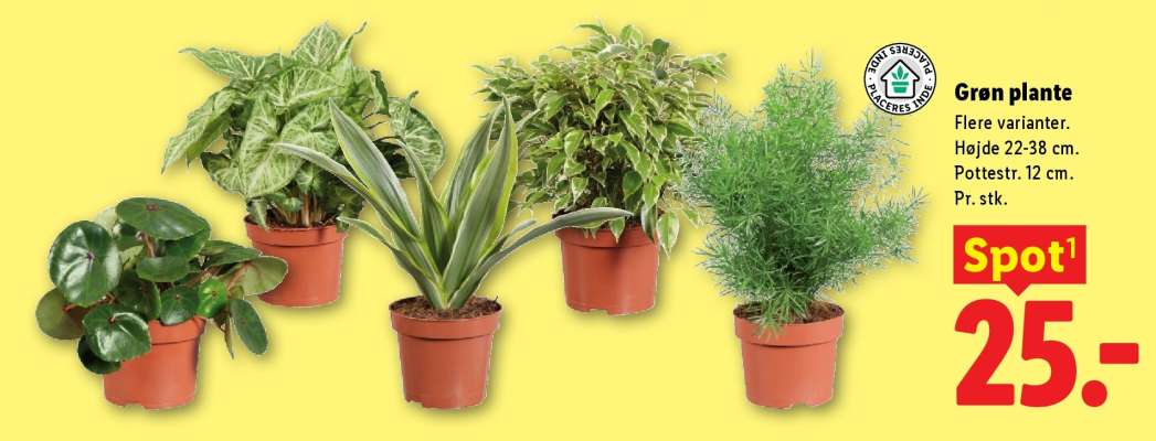 Grøn plante