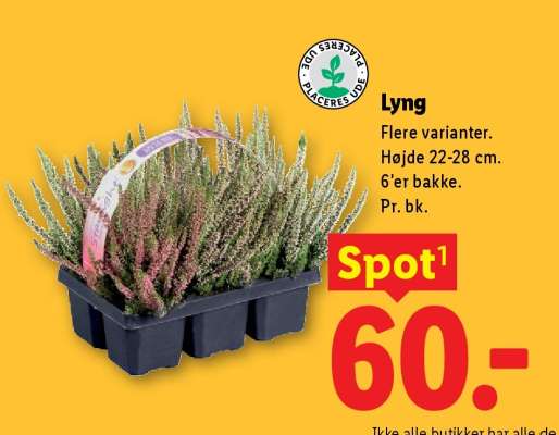 Lyng