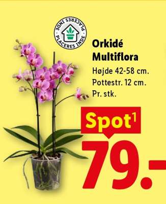 Orkidé Multiflora