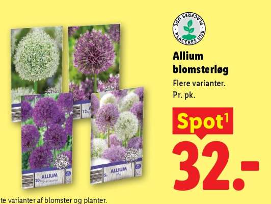 Allium blomsterløg