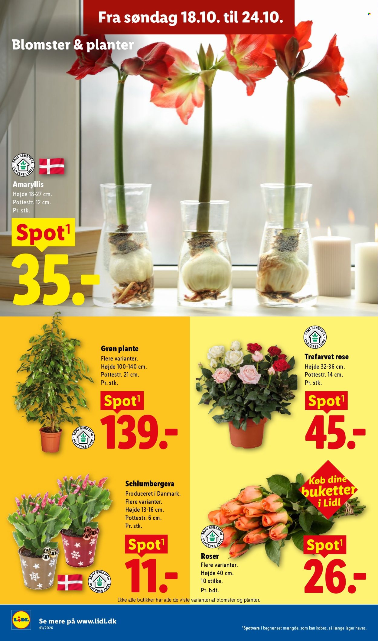 Lidl tilbudsavis  - 18.10.2026 - 24.10.2026. Side 31. Side 31